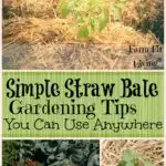 straw bale gardening