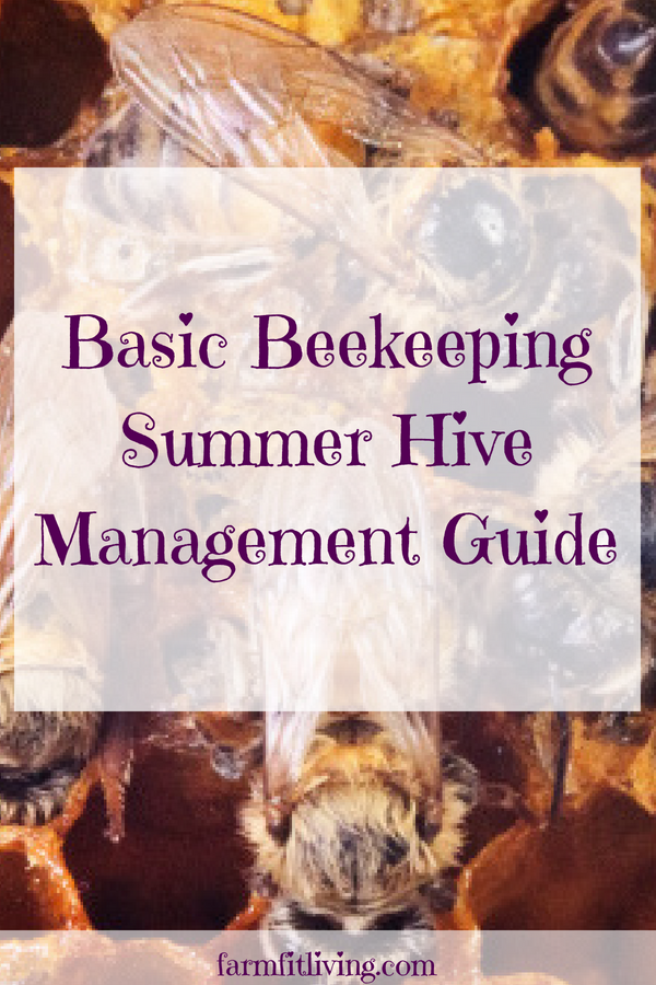 Basic Beekeeping Summer Hive Management Guide