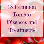 13 Common Tomato Growing Problems