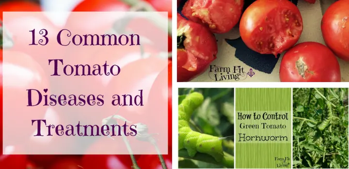 13 common tomato growing problems