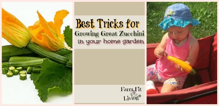best tricks for growing great zucchini