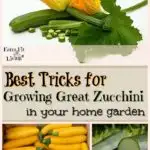 best tricks for growing great zucchini