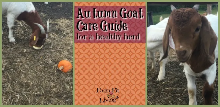 Autumn Goat Care Guide