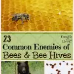 Common Enemies of Bees