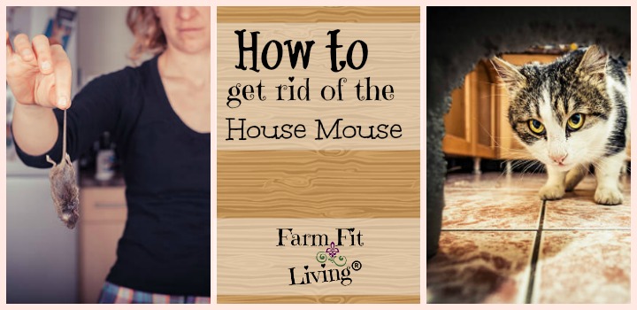How to get rid of the house mouse