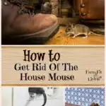 How to Git Rid of the House Mouse