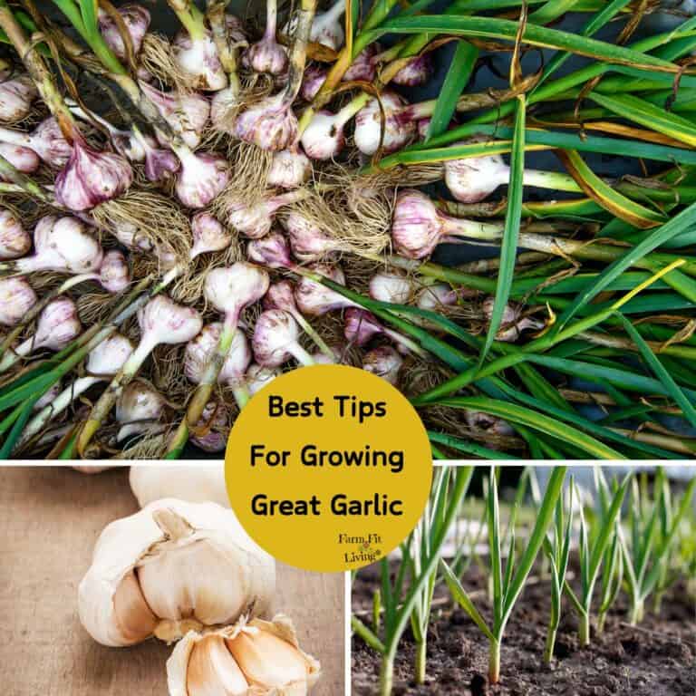 best tips for growing great garlic
