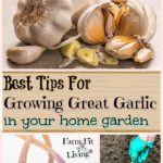 Best Tips for Growing Great Garlic