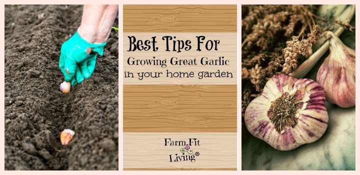 Best Tips for Growing Great Garlic