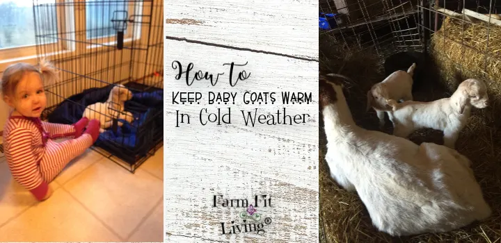 How to Keep Baby Goats in Cold Weather