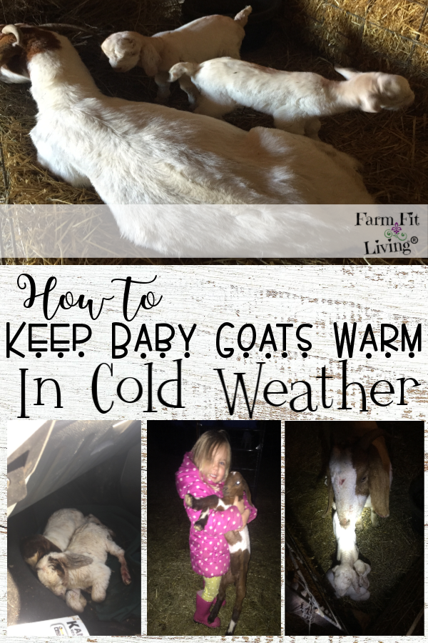 How to Keep Baby Goats Warm