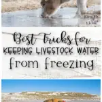 Best Tricks for Keeping Livestock Water from Freezing