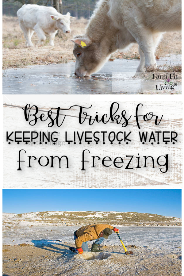 Best Tricks for Keeping Livestock Water from Freezing