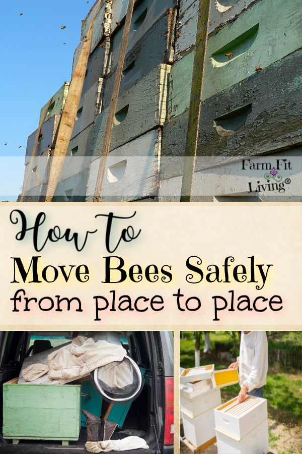 move bees safely
