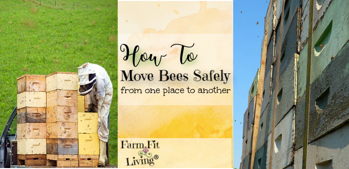 move bees safely