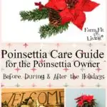 Poinsettia Care Guide