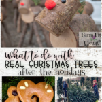 what to do with real Christmas trees after the holidays