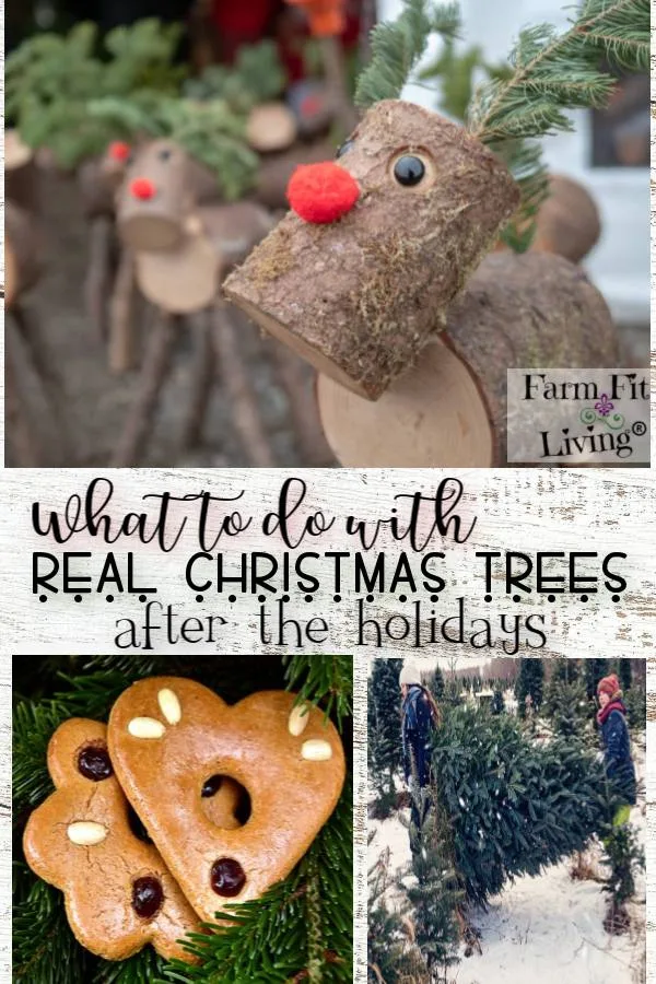 what to do with real Christmas trees after the holidays