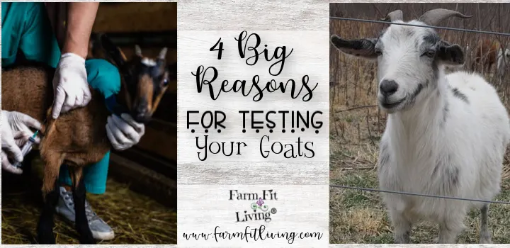 testing your goats