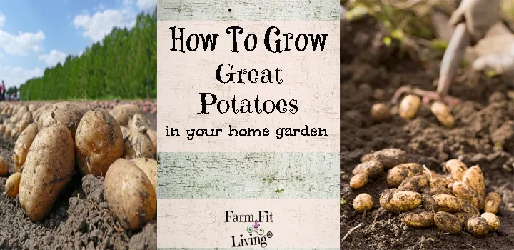 Grow Great Potatoes in your Home Garden