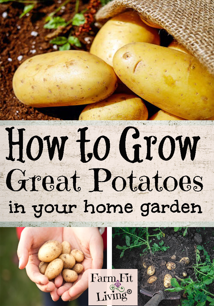 Grow Great Potatoes in your Home Garden