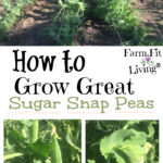 grow great sugar snap peas