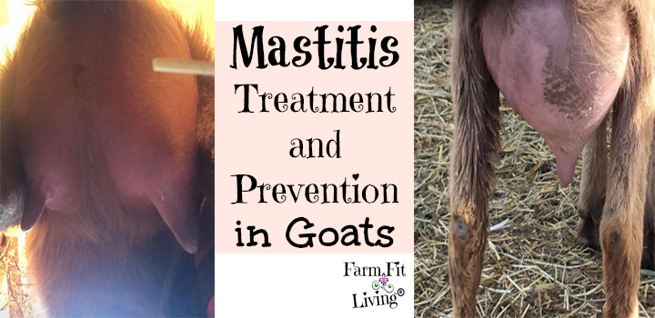 Mastitis Treatment and Prevention in Goats