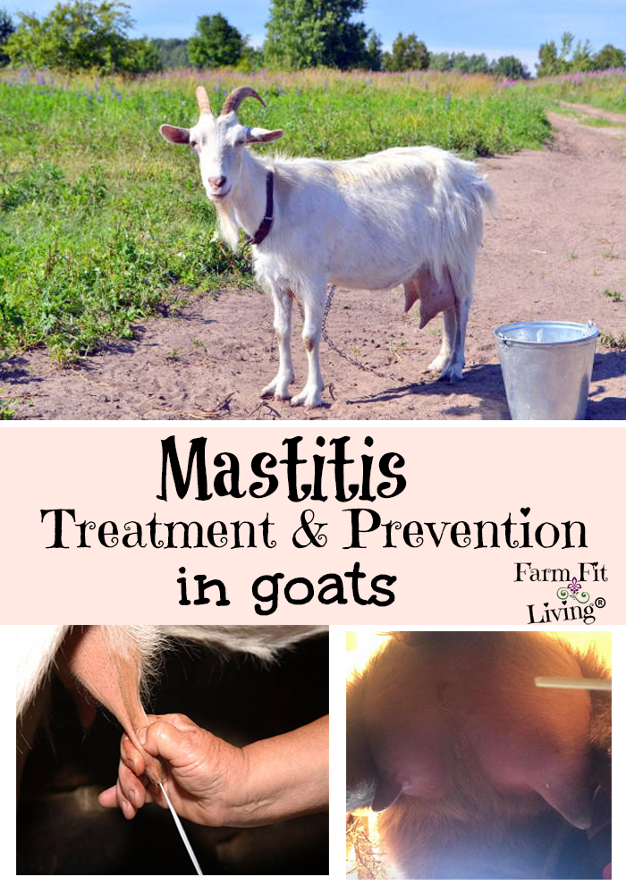 Mastitis Treatment & Prevention in Goats
