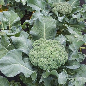 grow great broccoli