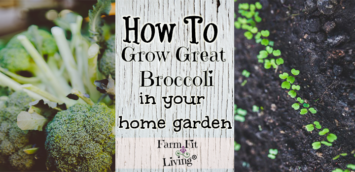 grow great broccoli