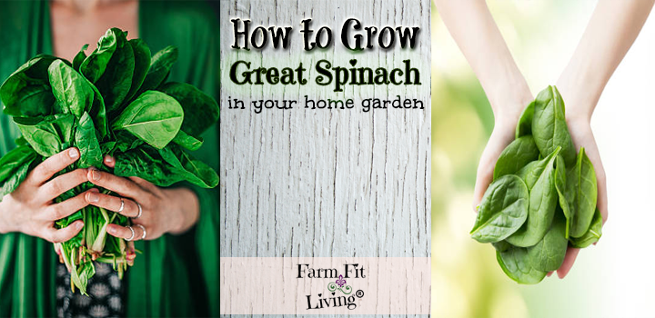 Grow Great Spinach