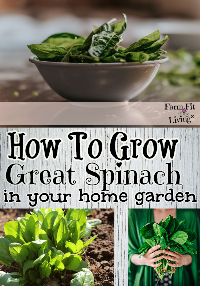 Grow Great Spinach