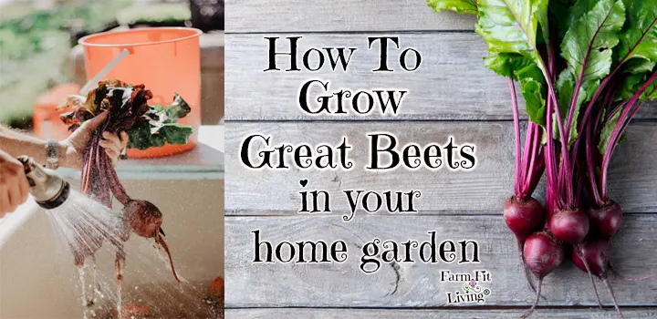 grow great beets