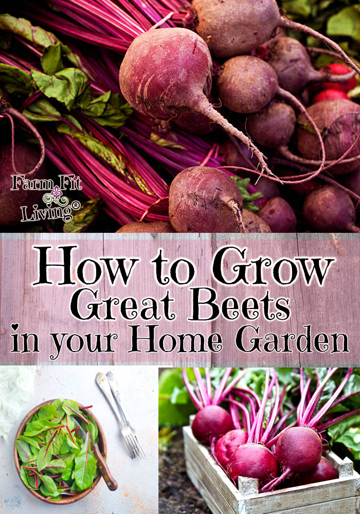 grow great beets