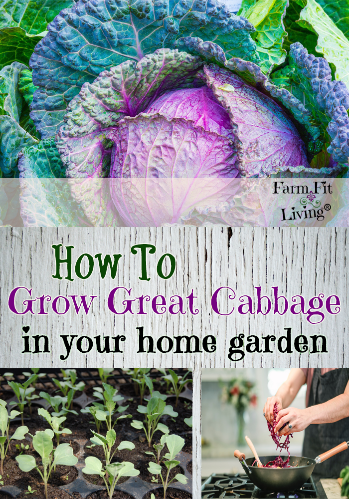 grow great cabbage