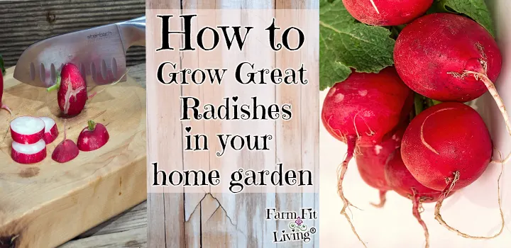 grow great radishes