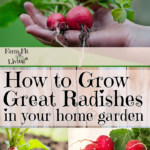 grow great radishes