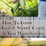 How to Grow Great Sweet Corn In Your Home Garden