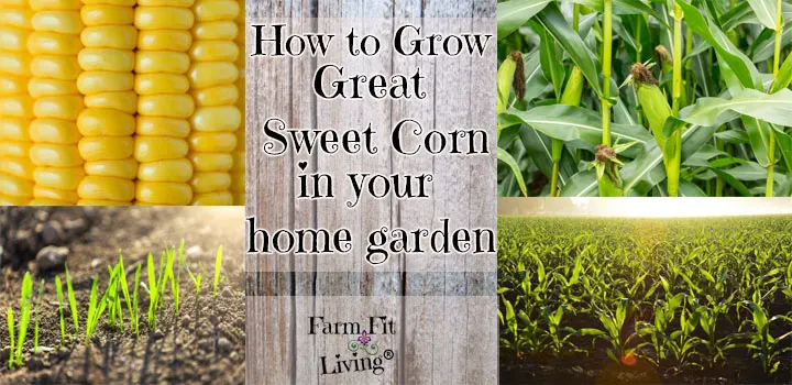 How to Grow Great Sweet Corn in your Home Garden