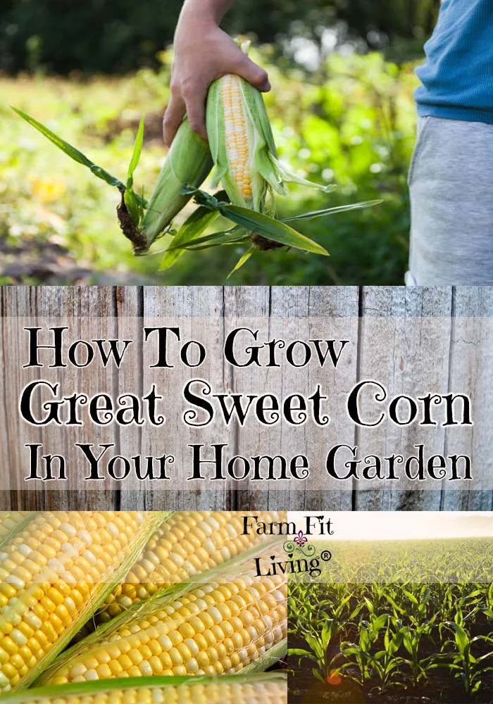 planting sweet corn in garden