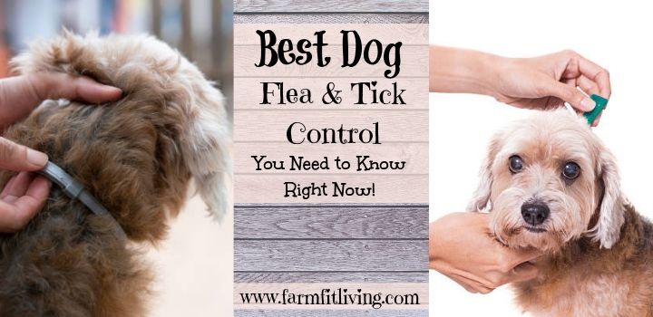Best Dog Flea & Tick Control
