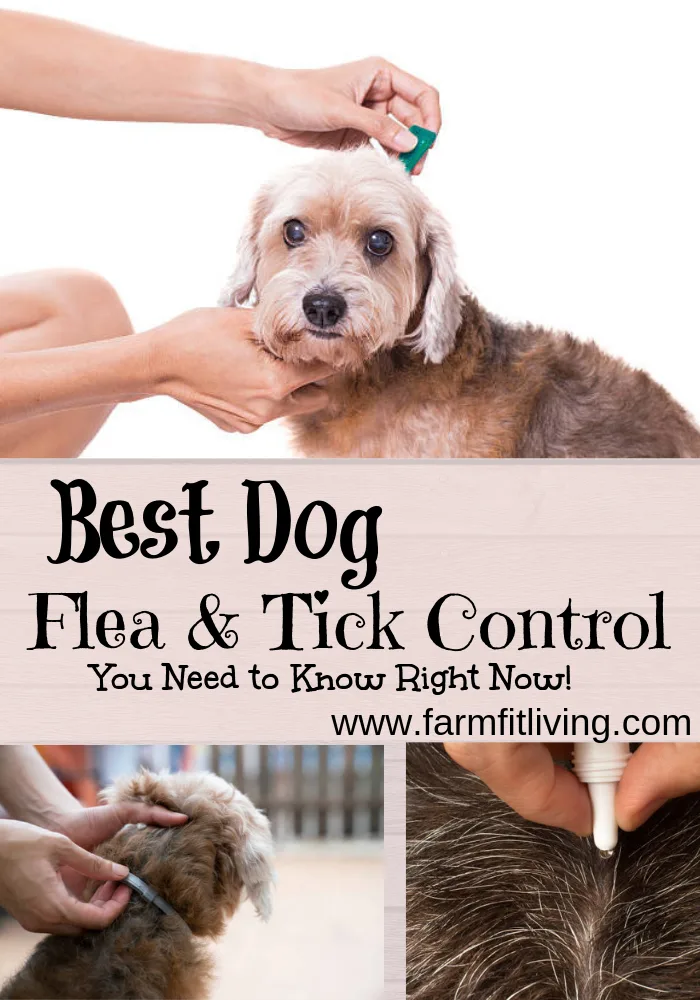 Best Dog Flea & Tick Control