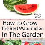 How to grow the best watermelon in the garden