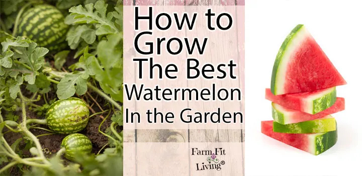 How to Grow the Best Watermelon in the Garden
