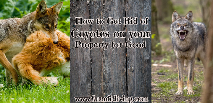How to Get Rid of Coyotes on your Property for Good