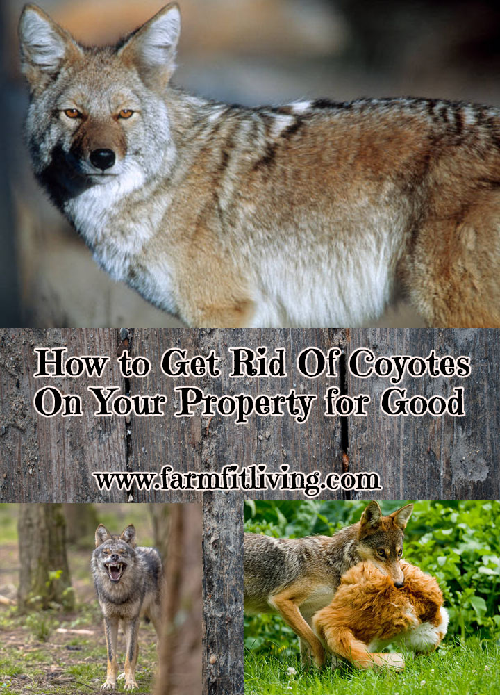 How to get rid of coyotes on your property for good