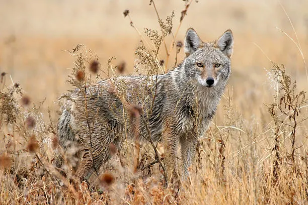 How to Get Rid of Coyotes on your Property for Good