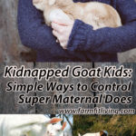 kidnapped goat kids