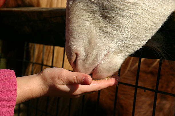 How to Feed Happy Healthy Goats During the Cold Winter