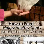 How to Feed Happy Healthy Goats During the Cold Winter